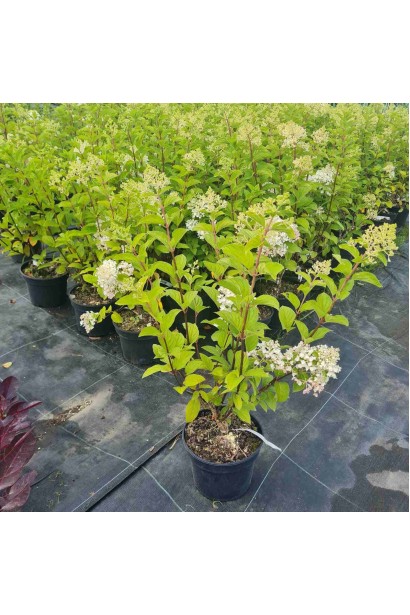 Гортензія Сільвер Долар 5л/вис.60-70см/Ø40-50см